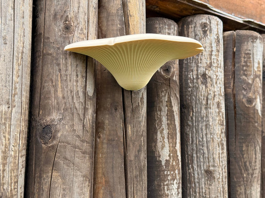 Baumpilz‑Geocache Versteck – realistisches Tarnversteck für Wald & Natur - CacheWerk