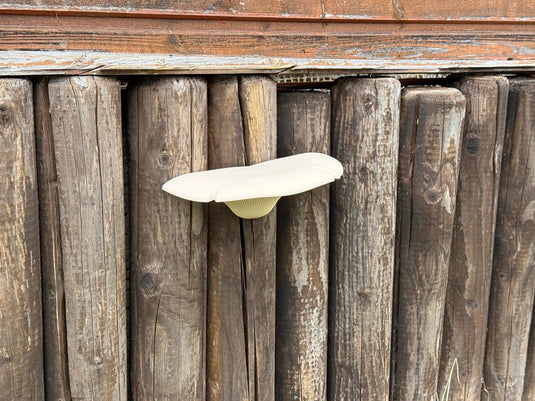 Baumpilz‑Geocache Versteck – realistisches Tarnversteck für Wald & Natur - CacheWerk