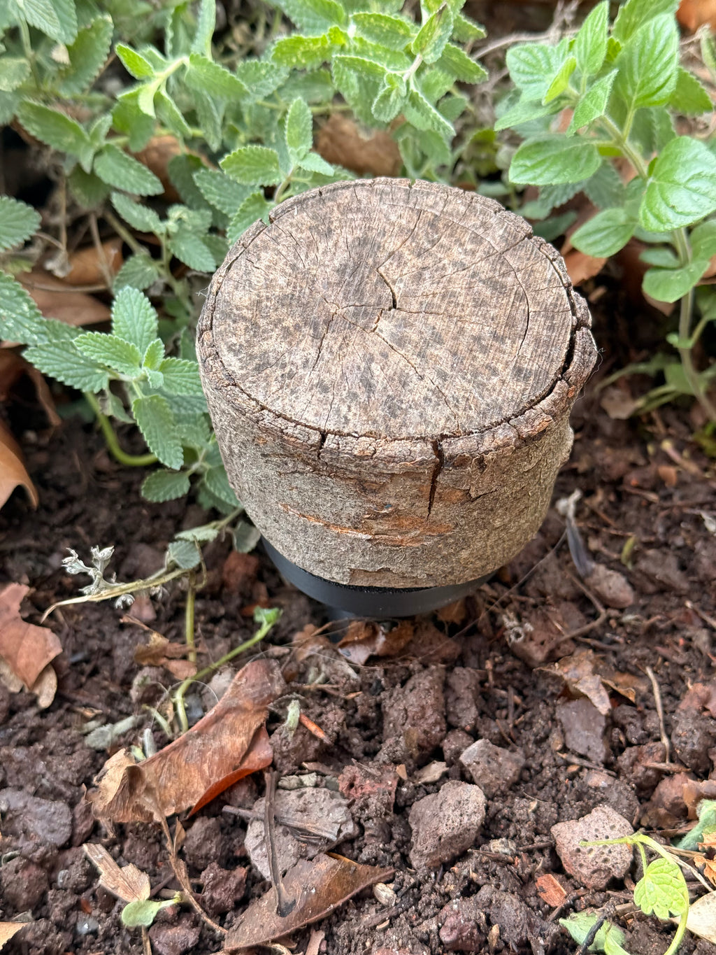 Astscheiben-Versteck – mit integriertem PETling